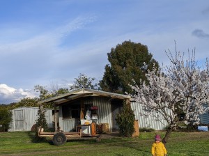 View from north side with Aisha posing under the almond tree